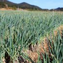 진도향기특산품 이미지