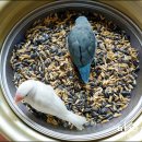 Honey Bunny 이미지