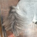 휴 애견미용 이미지