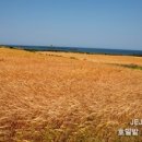 제주 올레길 1-1코스 이미지