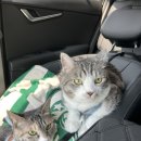 연지 동물병원 이미지