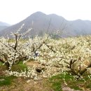 순천향매실마을 이미지