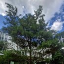 서울둘레길걷기 이미지