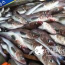 한/러 어업협상, 명태입어료 톤당 350달러 확정 이미지