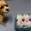 홍현농장 이미지