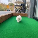 화이트폼 이미지