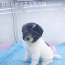 강아지 분양 프러포즈펫 이미지