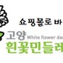 고양흰꽃민들레농장