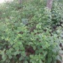 풀천지농장 이미지