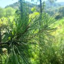 여송목재 이미지