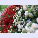 곡성-033 티스토리