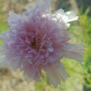 더블클릭 이미지