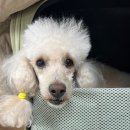 휴 애견미용 이미지