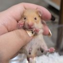 햄스터 라운지 이미지