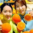 오렌지 이미지