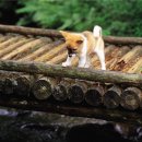 정원동물병원 이미지