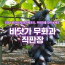압해쌍룡한우 | ✨바닷가 무화과 직판장! ✨여름 과일 즐겨보세요~