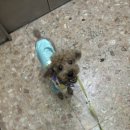 카르펫디엠 강아지유치원 이미지