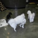 오즈동물병원 이미지