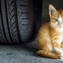 도그앤캣 이미지