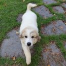 은봉애견 이미지