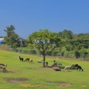 애정목장 이미지