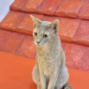 개냥이 세계 | 벽화 뚫고 나온 고양이 종류? 개냥이 아비시니안 5가지 매력 총집합