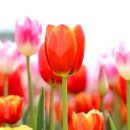 농업회사법인 꽃과사람주식회사 이미지