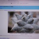 백분이 도포된 Astrophytum coahuilense cv. Hakuran Kikko(하쿠란 키코백난봉옥) 이미지