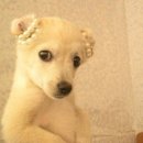 콧대높은 개 이미지