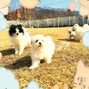 명랑견생 | 서초강아지파양 행복 시작 여기서