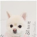 까미애견샵 이미지