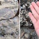 더 해담은 이미지