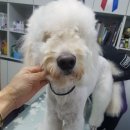 일산그루밍캐나다 이미지