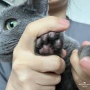 로니펫 | 페페로니펫 반려동물 클렌저/미스트/수분크림/화장품 사용 후