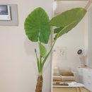 알로카시아 이미지