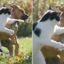 댕댕이냥냥 이미지