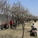 아라숲