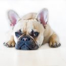 천동물병원 이미지