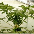 그린파파야 이미지