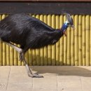 화식조 (火食鳥, Cassowary) 이미지