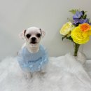 포프리티 이미지