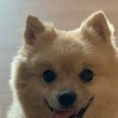 해맑은동물병원 이미지