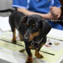 웰케어동물병원 이미지