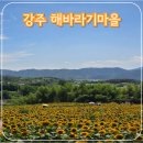 법수-6 | 2026 강주 해바라기축제 6월 27일 실시간 개화 주차 셔틀 후기