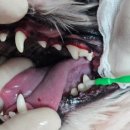 김 S 동물병원 이미지