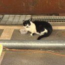 빈티지1950 | [로드1950] 당진 대형카페 빈티지컨셉 이색카페 리얼후기