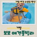 메르베르스파애견펜션A | 가평 애견 수영장 펜션 보보애견풀빌라 애견스파A 객실 후기