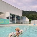 퍼스펫 애견펜션 이미지