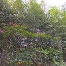 금산인삼102호